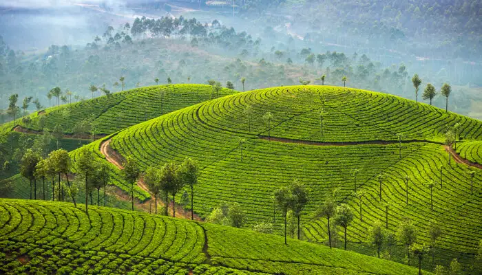 Munnar, Kerala december