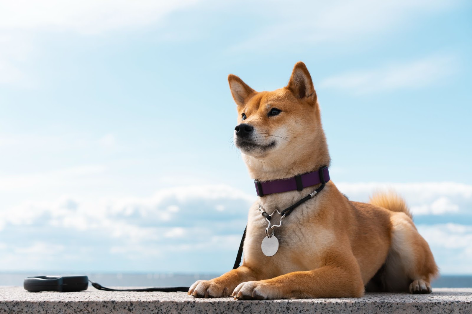 Are Dog GPS Trackers Worth It? Breaking Down the Cost vs. Value 1 AD 4nXd4NLqNEa6zXTjrjyEZeE3O 6XCWSOlhlwHRD2VsyJjzzMu5cDcVBScQ 5x9KN5 C7Fd
