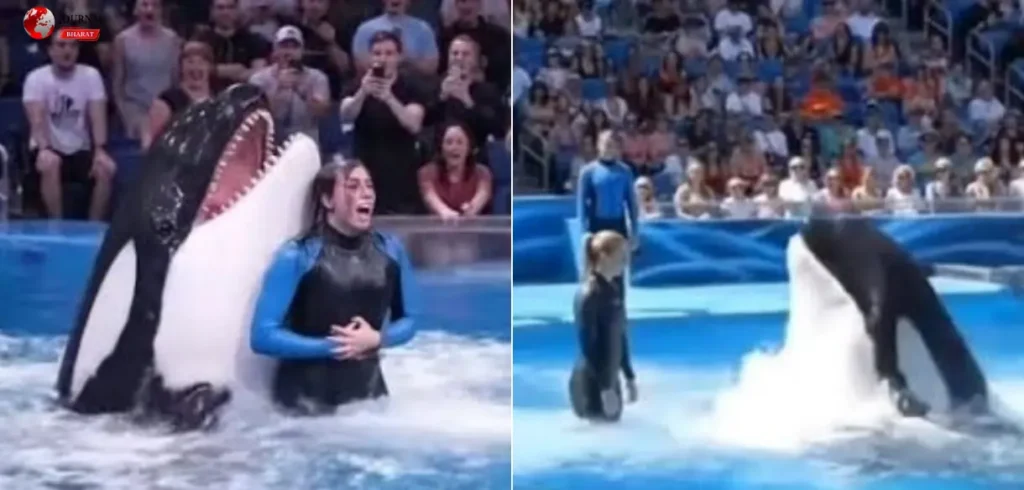 Viral Video Claiming Dolphin Ate Jessica Radcliffe Confirmed as Fake News